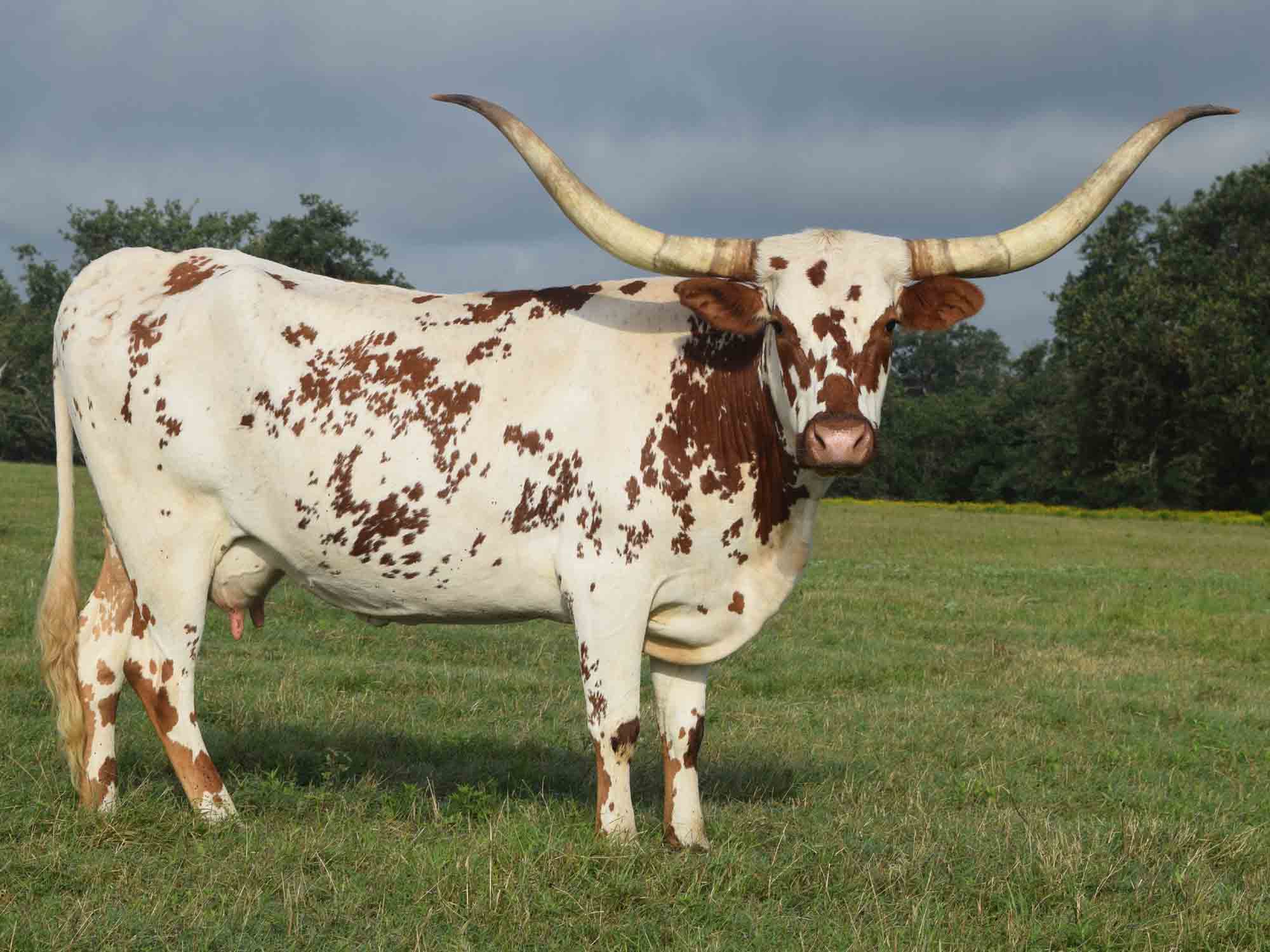 Texas Longhorns for sale at Rocking O Longhorns